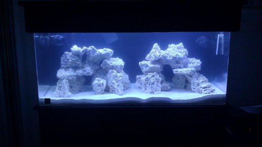 fish tank 1.jpg