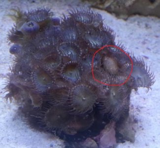 Eating Zoa Cropped.jpg