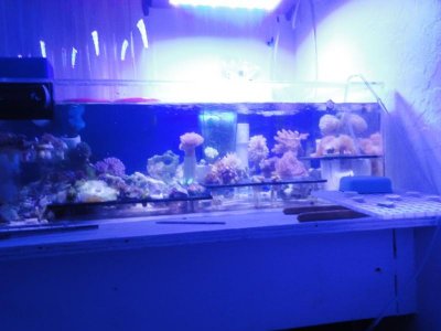 Fragtank 12-2013.jpg