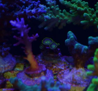 zoa id.jpg