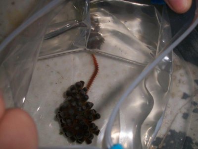 bristle worm 003.jpg
