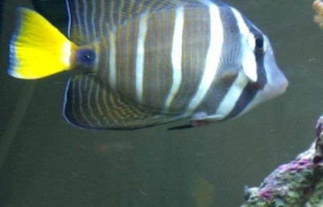 sailfin 2.jpg