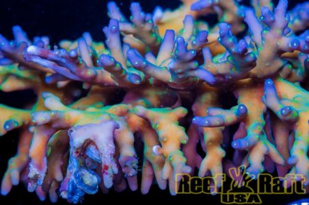 reef raft t.jpg