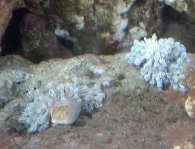 Droopy xenia.jpg