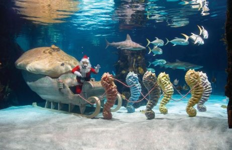 Santa seahorse.jpg