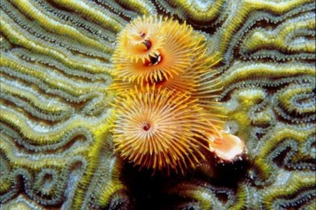 xmas tree worms-websized.jpg