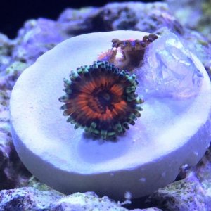 ZOA2.jpg