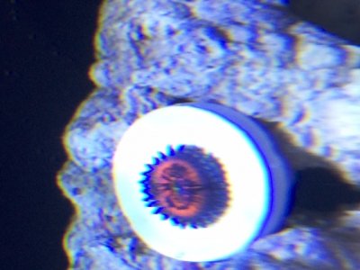 ZOA.JPG
