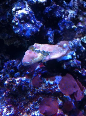 scroll coral.jpg