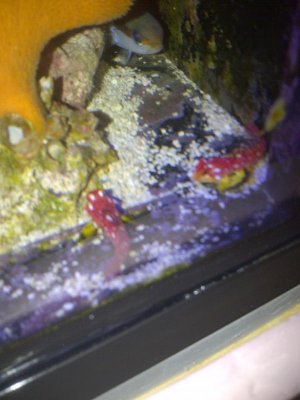 Red Ruby Dragonets.jpg