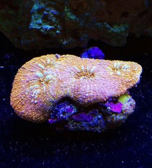 Scolymia vitiensis.jpg