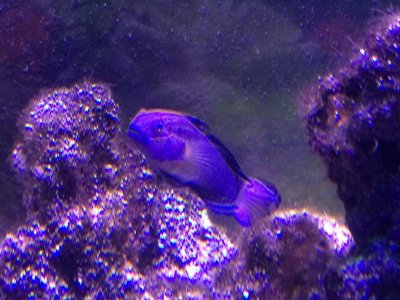 Goby.jpg