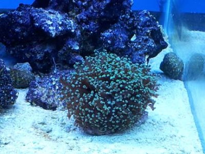 Frogspawn Mid November.jpg