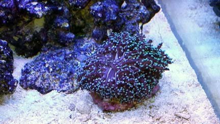 Frogspawn Dec. 27.jpg