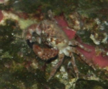 NewSaltWaterTankDec26 032.JPG