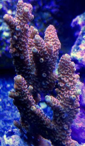 ImageUploadedByTapatalk1389683525.421044.jpg ImageUploadedByTapatalk1389683525.421044.jpg