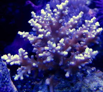 ImageUploadedByTapatalk1389683568.536991.jpg ImageUploadedByTapatalk1389683568.536991.jpg