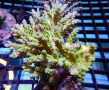 ImageUploadedByTapatalk1389683606.719503.jpg ImageUploadedByTapatalk1389683606.719503.jpg