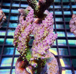 ImageUploadedByTapatalk1389683641.614265.jpg ImageUploadedByTapatalk1389683641.614265.jpg