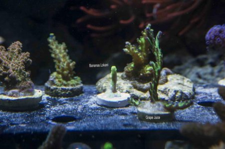 Bananas and grapes.jpg