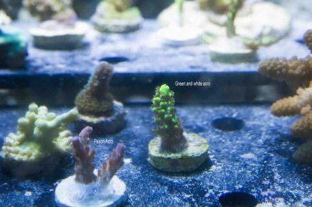 Green and peach acros.jpg