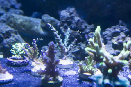 Tri color and Stag.jpg