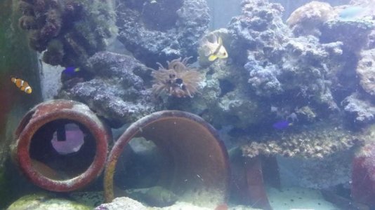 clown and anenome.jpg