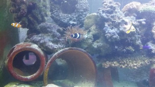 clownfish and anenome 2.jpg