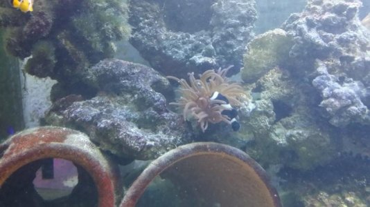 clownfish and anenome 3.jpg