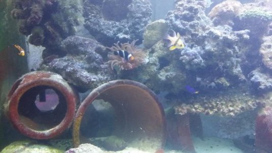 clownfish and anenome.jpg