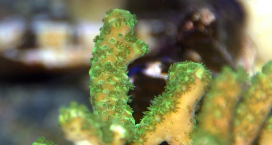 acropora id.jpg