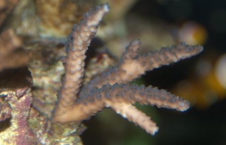 acro 2.jpg