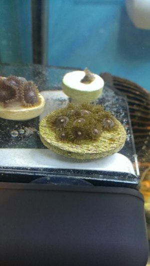 IMAG0025.jpg
