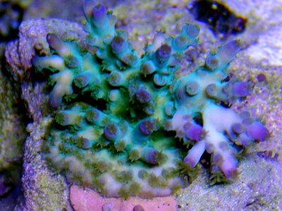 Vivid Blue Green Tenuis.jpg