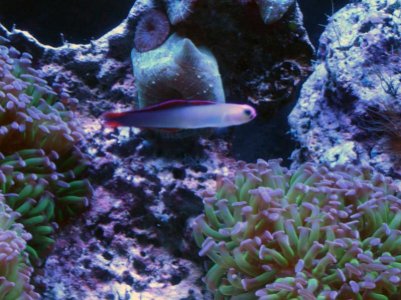 Purple Firefish5.jpg