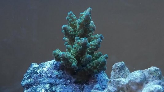 IMAG0218.jpg