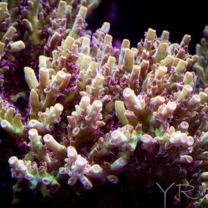 tyree-pink-lemonade-acropora-tb-1302-700x700.jpg