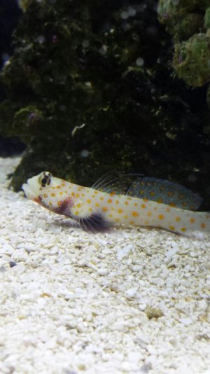 closegoby.jpg