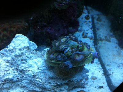 Zoanthid.jpg