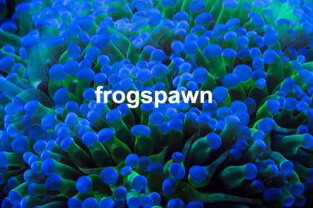 Frogspawn.jpg