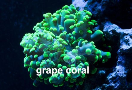 Euphyllia Yeayamansis Jan72013.jpg
