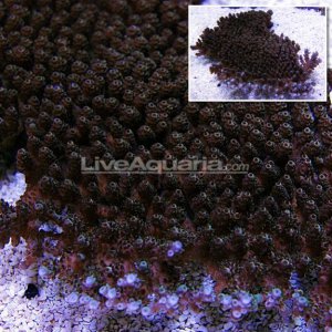 lg-012314-114a.jpg