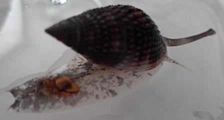 Snail pic 1.jpg