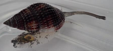Snail pic 3.jpg