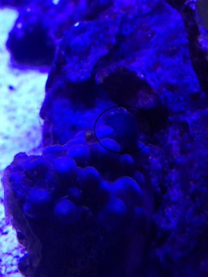 zoanthid.jpg