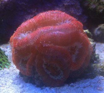 earlyacan.jpg