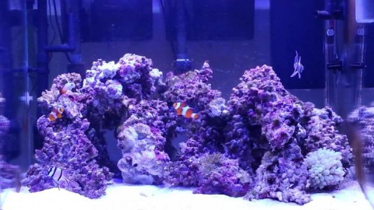 Reef - central.jpg