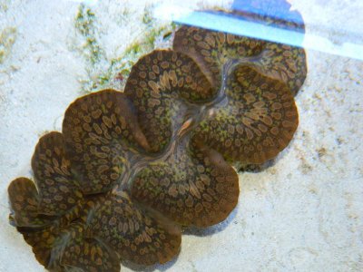 Maxima Clam.jpg