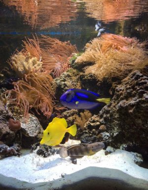 fish1.jpg