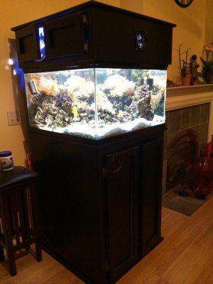 fish1.5.jpg